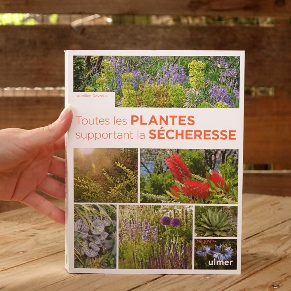 Toutes les plantes supportant la sécheresse