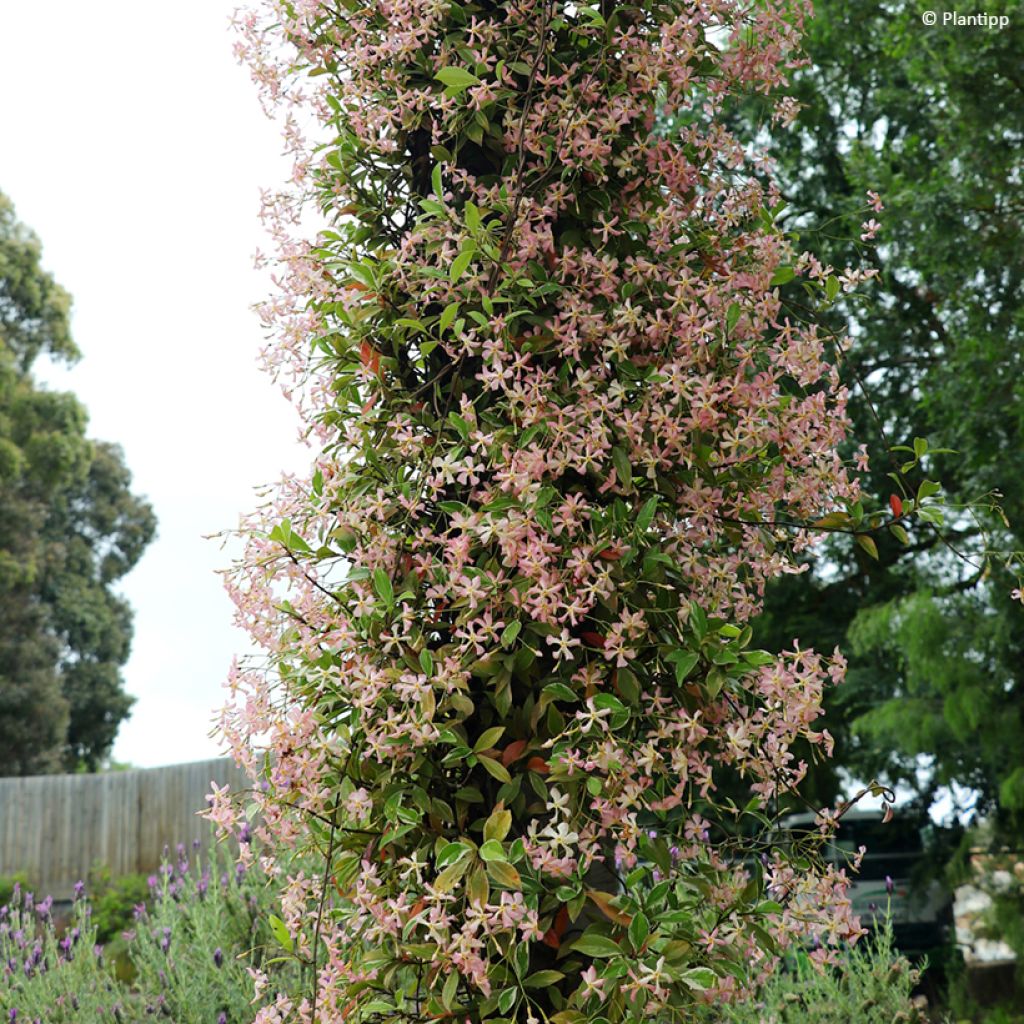 Trachelospermum asiaticum Star of Milano - Jasmin étoilé