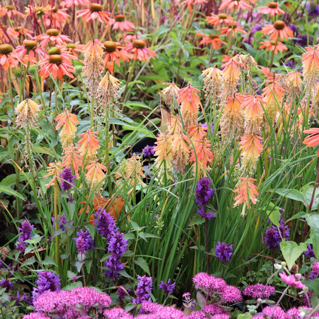 Tritoma - Kniphofia Papaya Popsicle