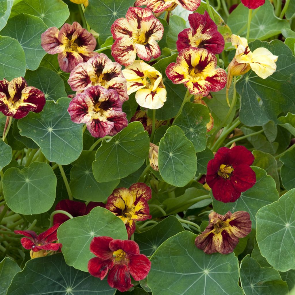 Graines de Capucine naine Chameleon - Tropaeolum majus