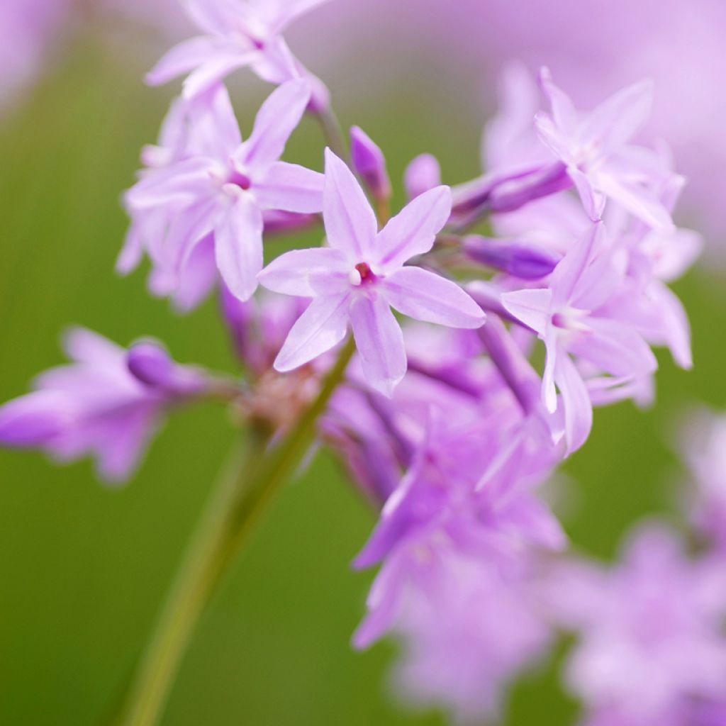 Tulbaghia Dark Star - Tulbaghie