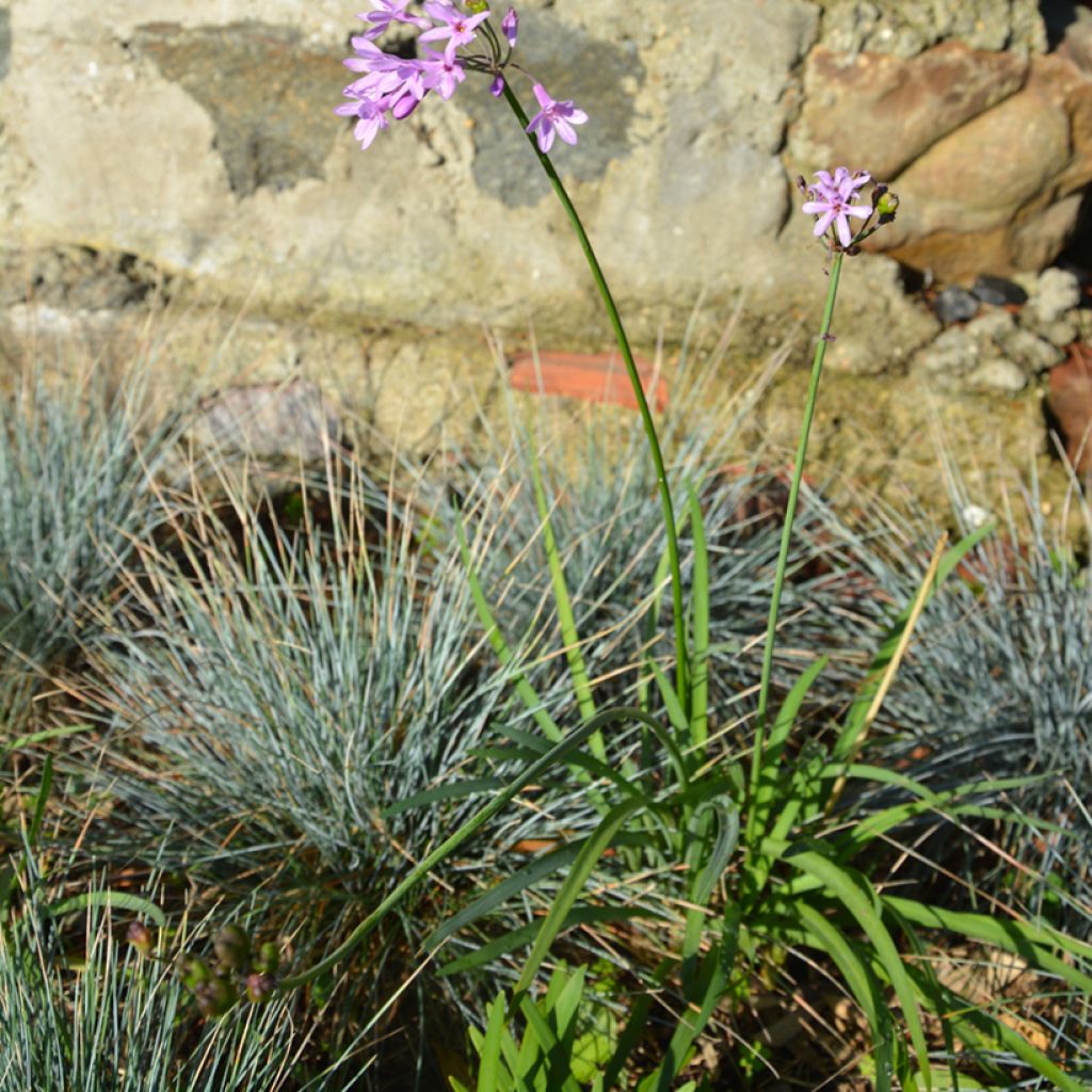 Tulbaghia Dark Star - Tulbaghie