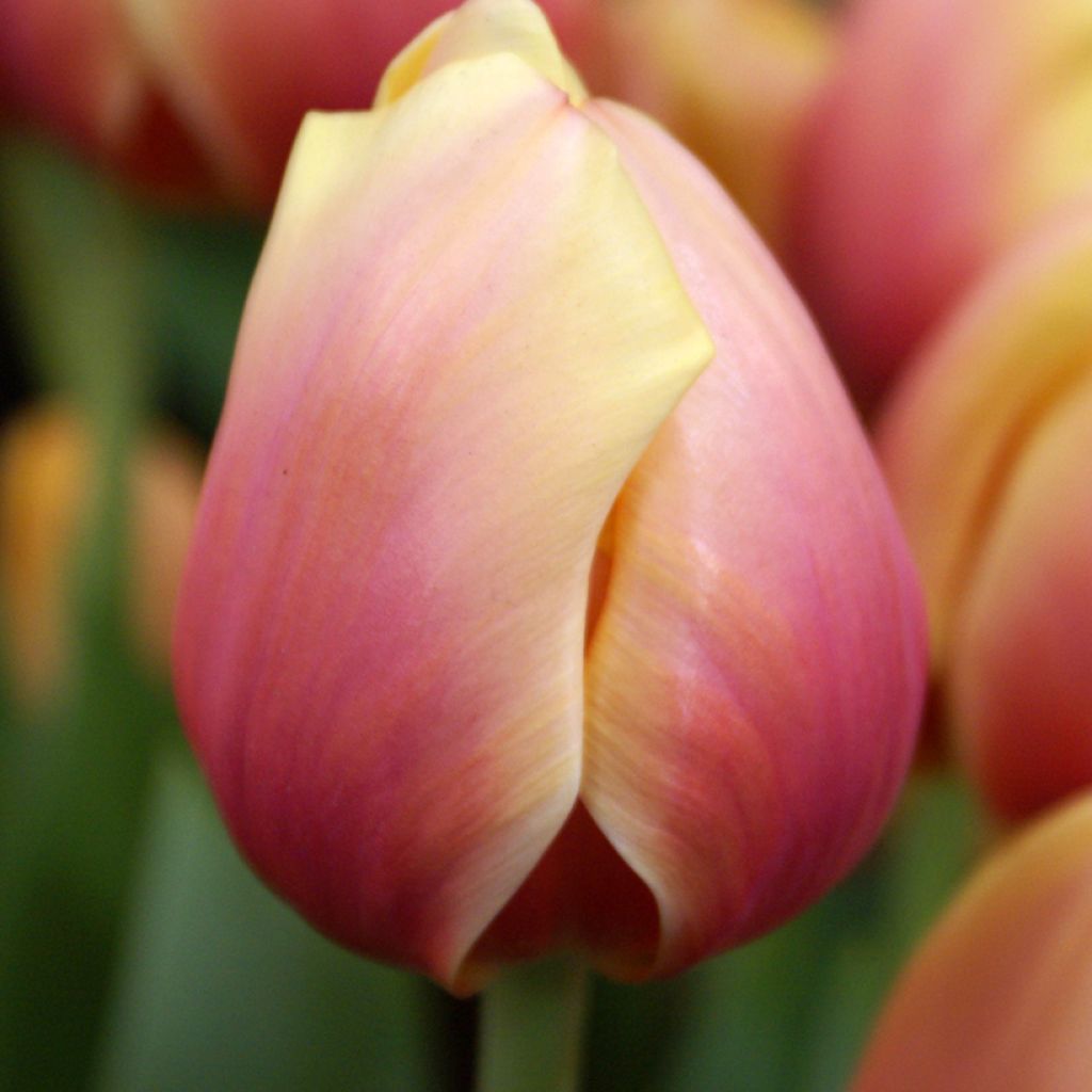 Tulipe Darwin Marit