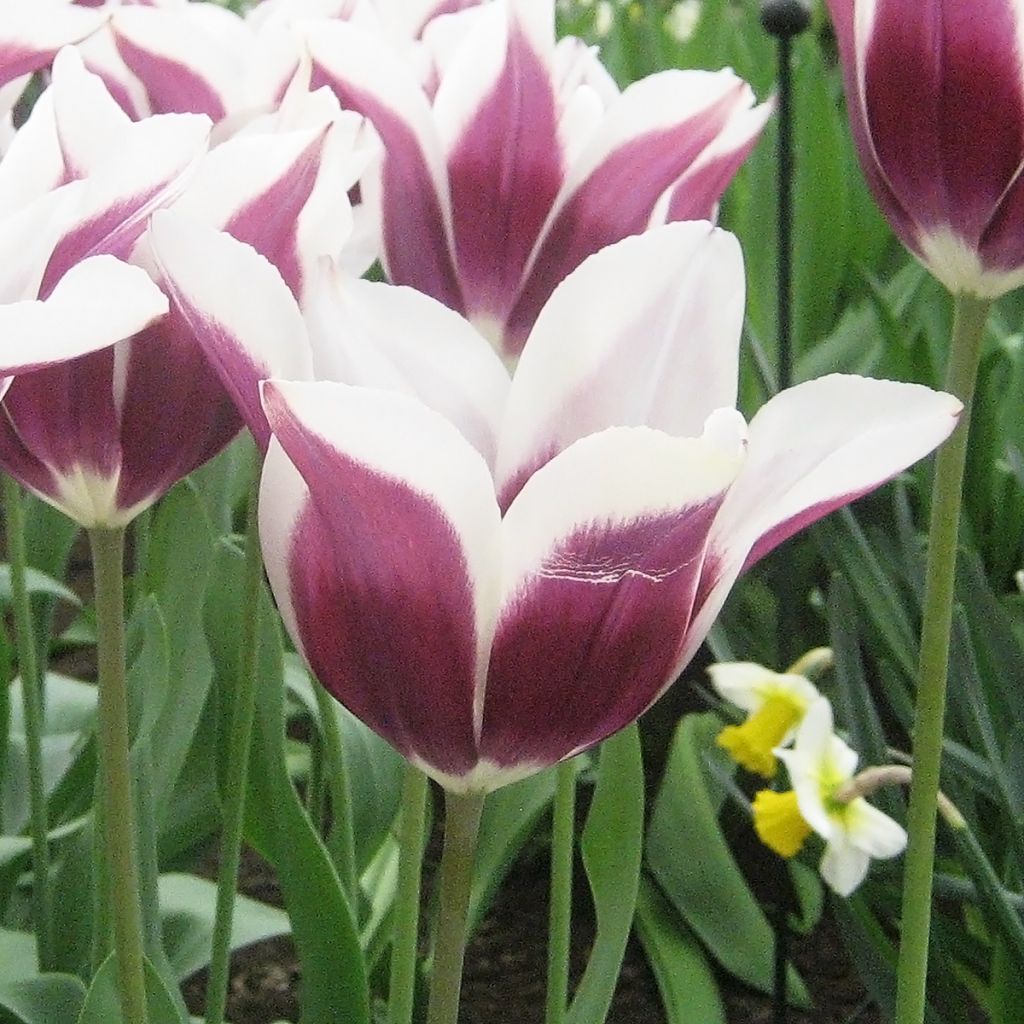 Tulipe Triomphe Chansonnette
