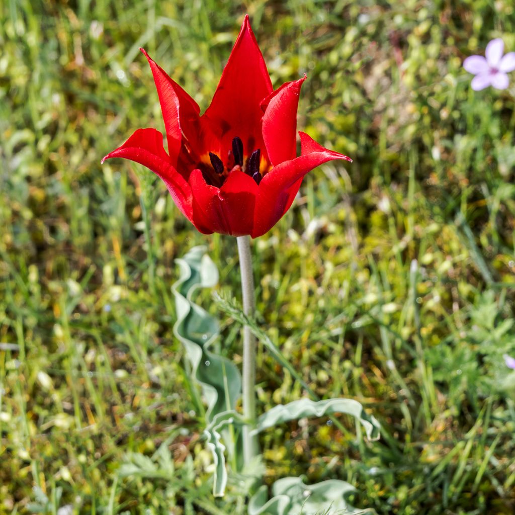 Tulipe botanique eichleri