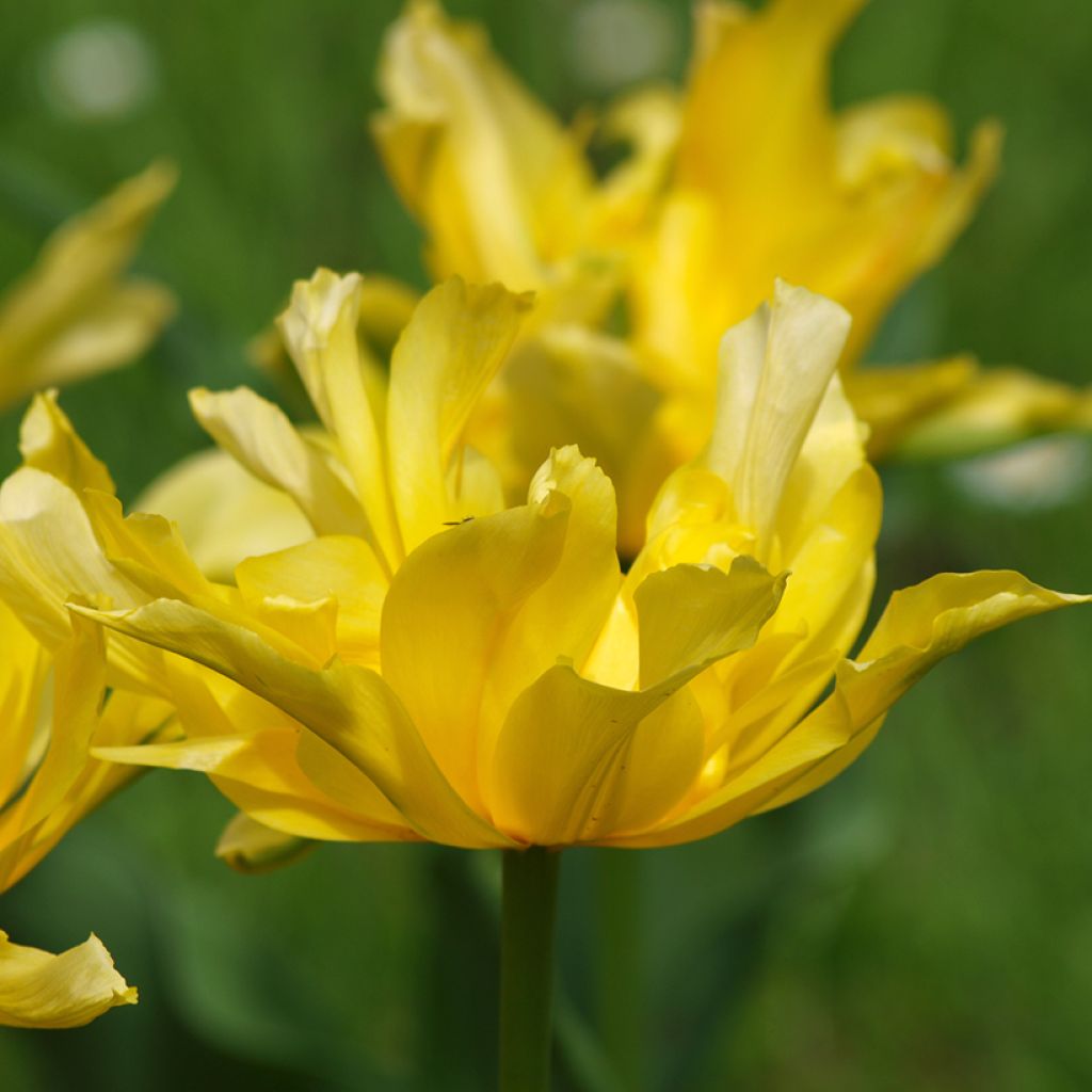 Tulipe fleur de lis Yellow Spider