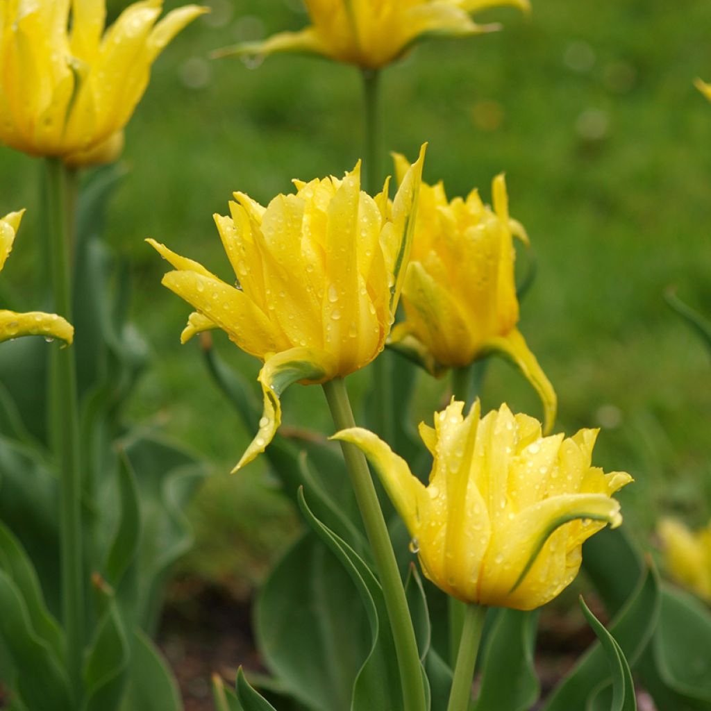 Tulipe fleur de lis Yellow Spider