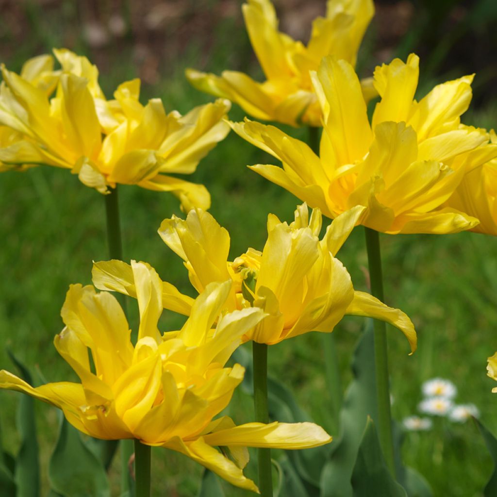 Tulipe fleur de lis Yellow Spider