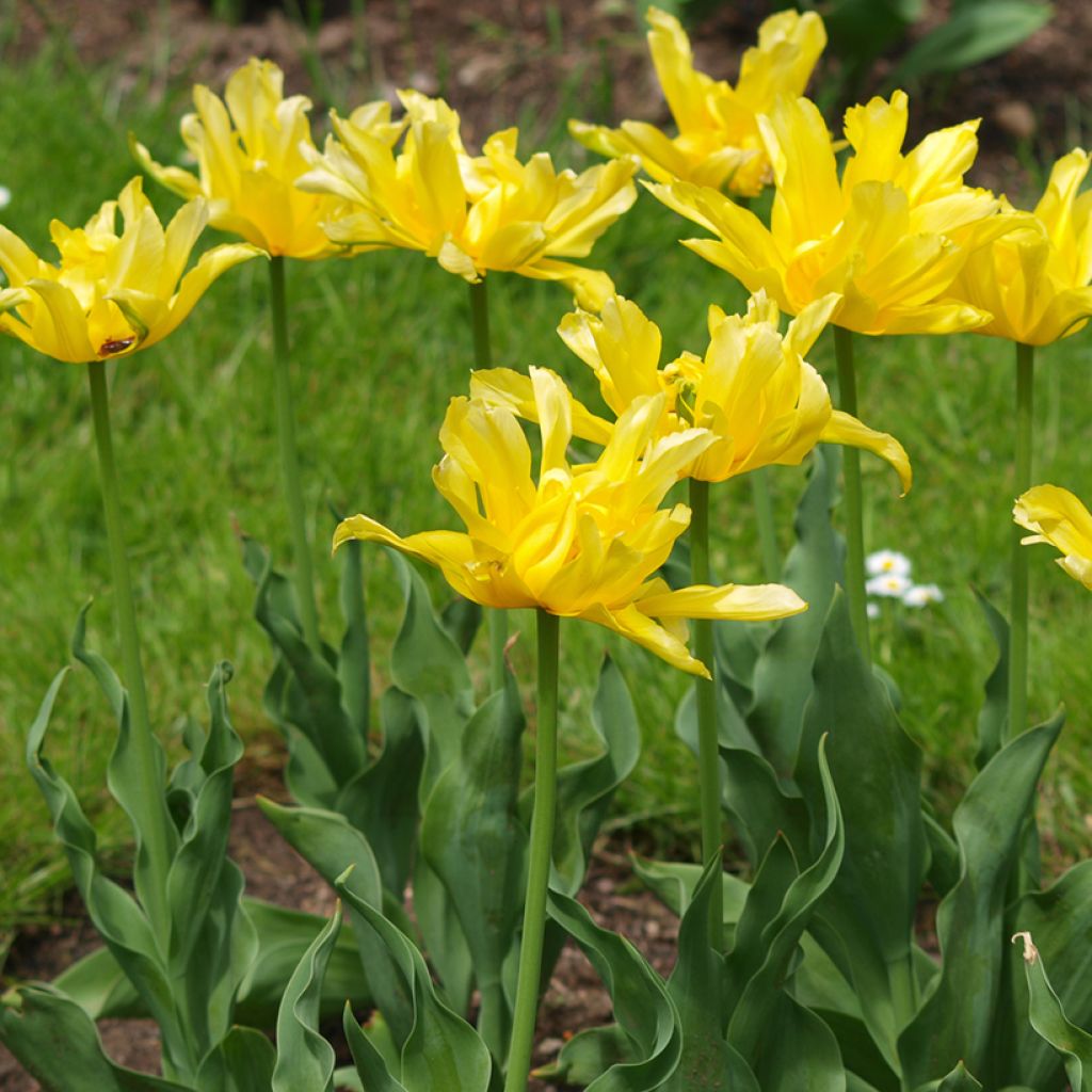 Tulipe fleur de lis Yellow Spider