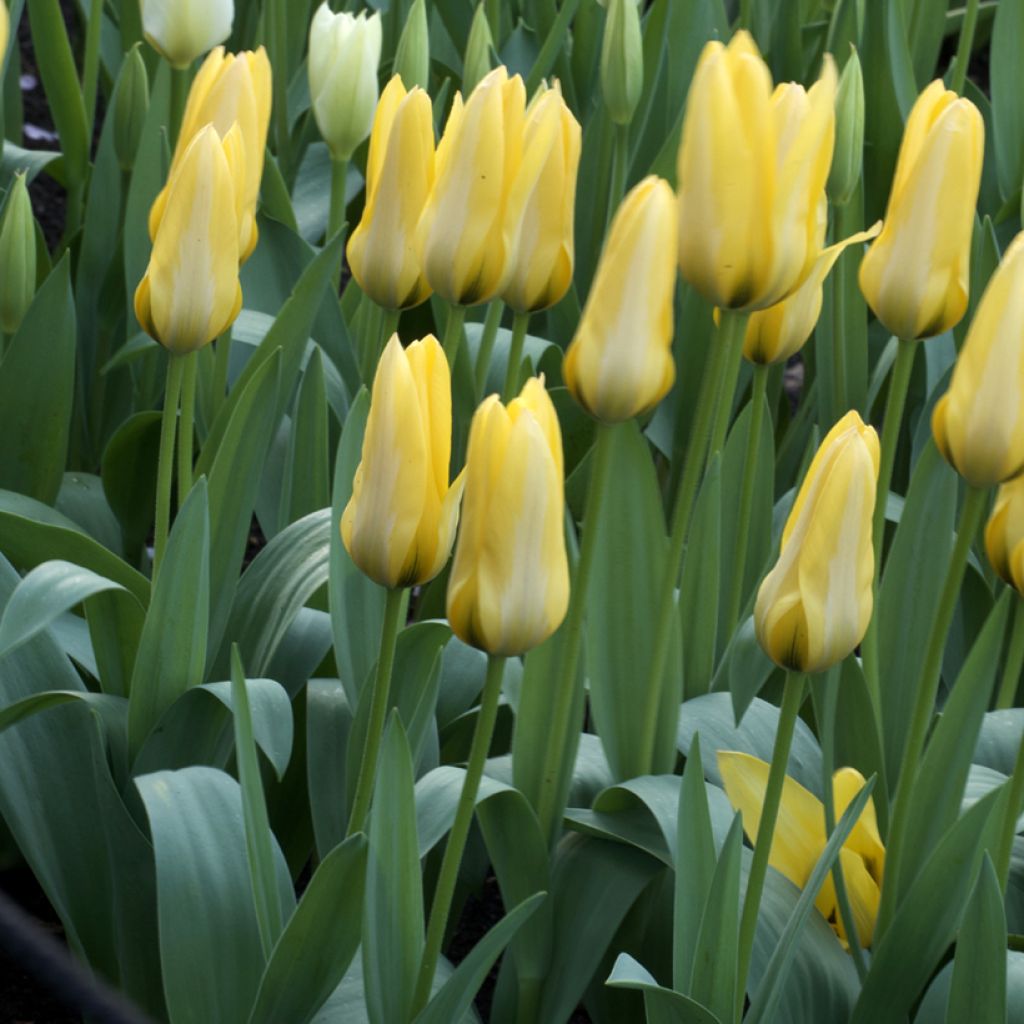 Tulipe fosteriana Partitura