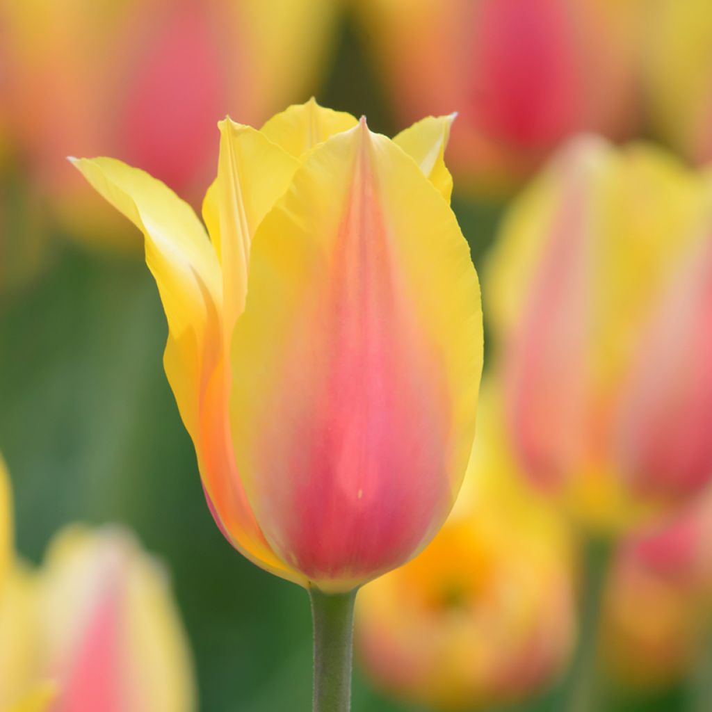 Tulipe simple tardive Blushing Beauty