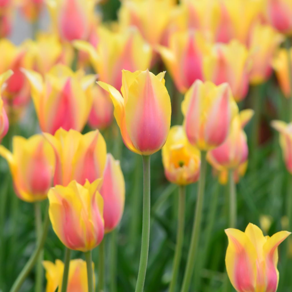 Tulipe simple tardive Blushing Beauty