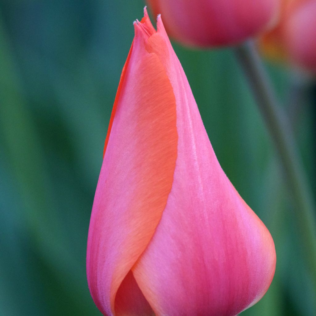 Tulipe simple tardive Temple of Beauty