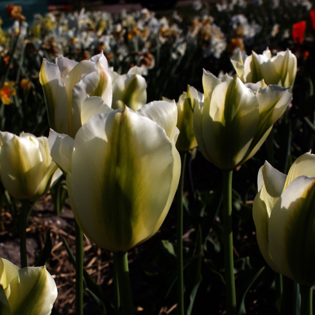 Tulipe viridiflora Green Spirit