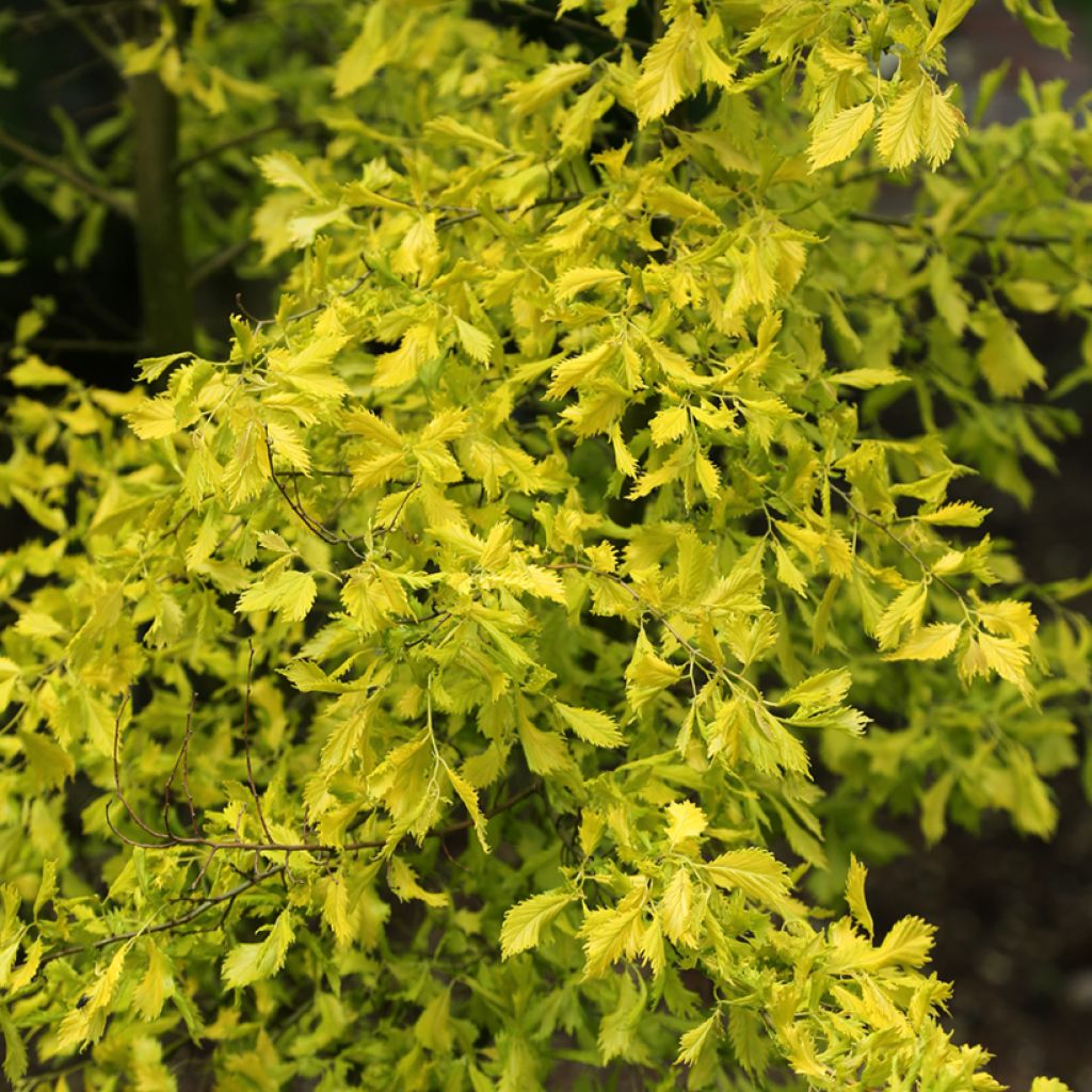 Ulmus  minor Viminalis Aurea - Orme à petites feuilles