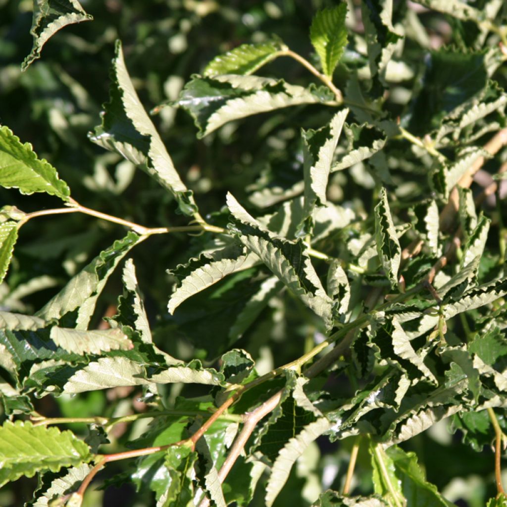 Ulmus minor Webbiana - Orme