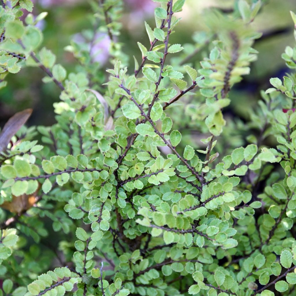 Ulmus parvifolia Seiju - Orme de Chine