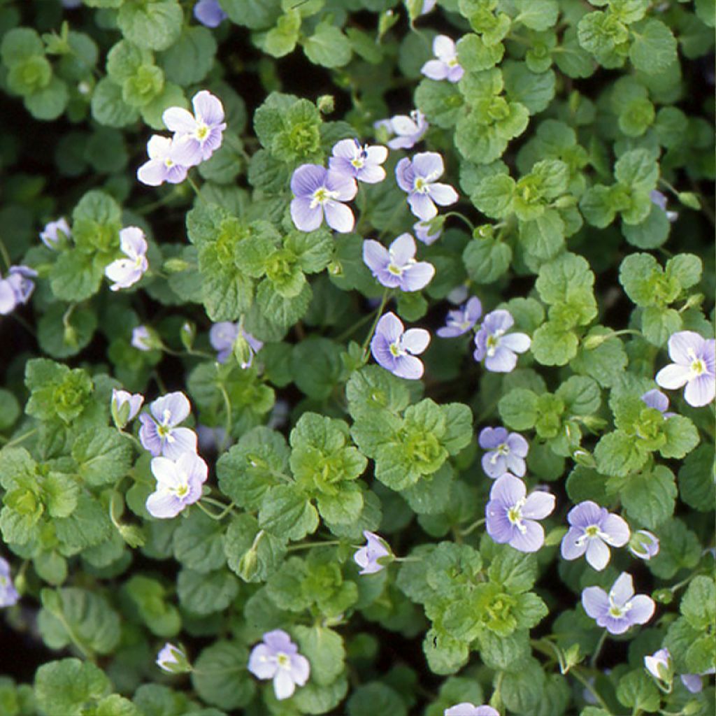 Veronica filiformis - Véronique filiforme