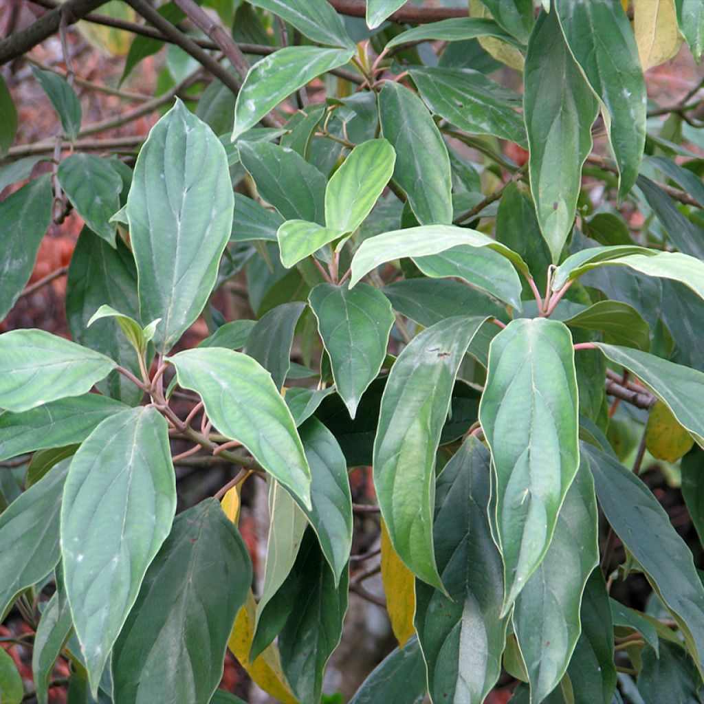 Viburnum cylindricum - Viorne à fleurs tubulaires