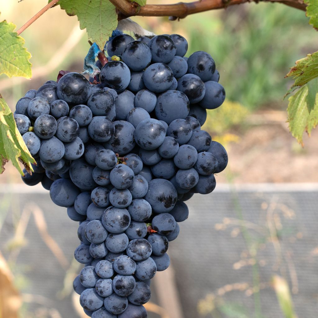 Vigne Albarossa - Vitis vinifera