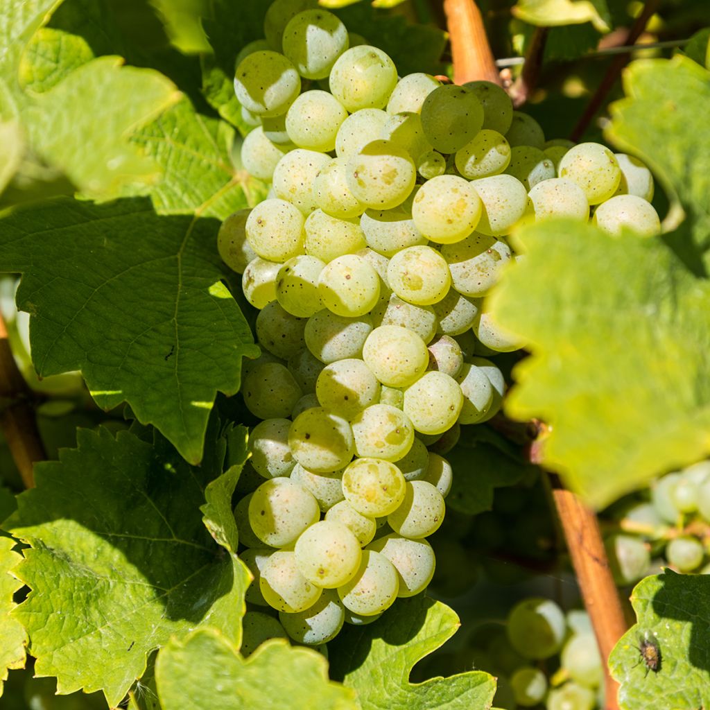 Vigne de table Ambra - Vitis hybrida