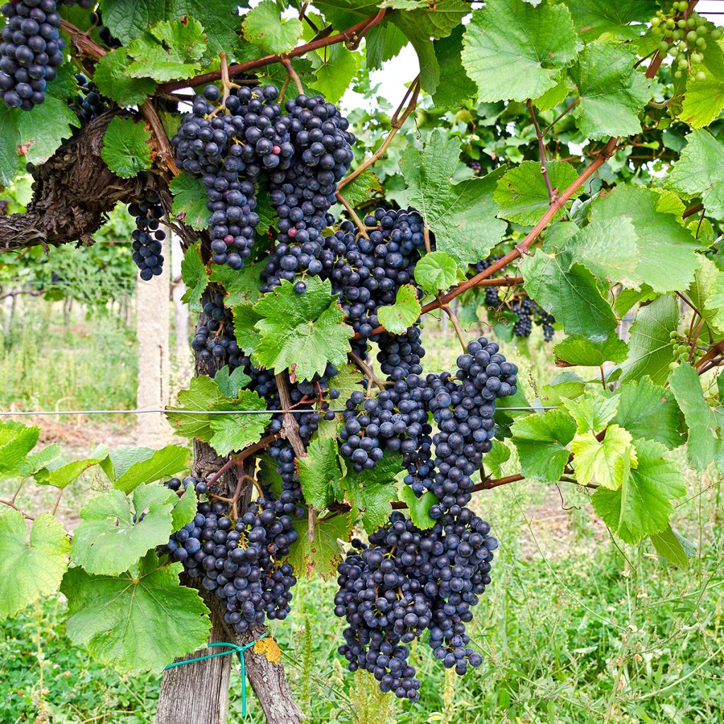 Vigne Croatina - Vitis vinifera