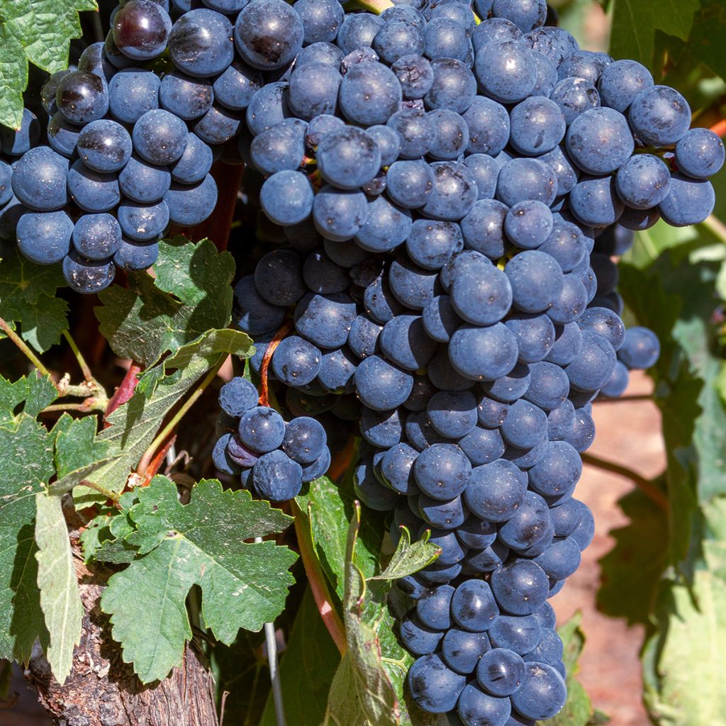 Vigne Dolcetto - Vitis vinifera