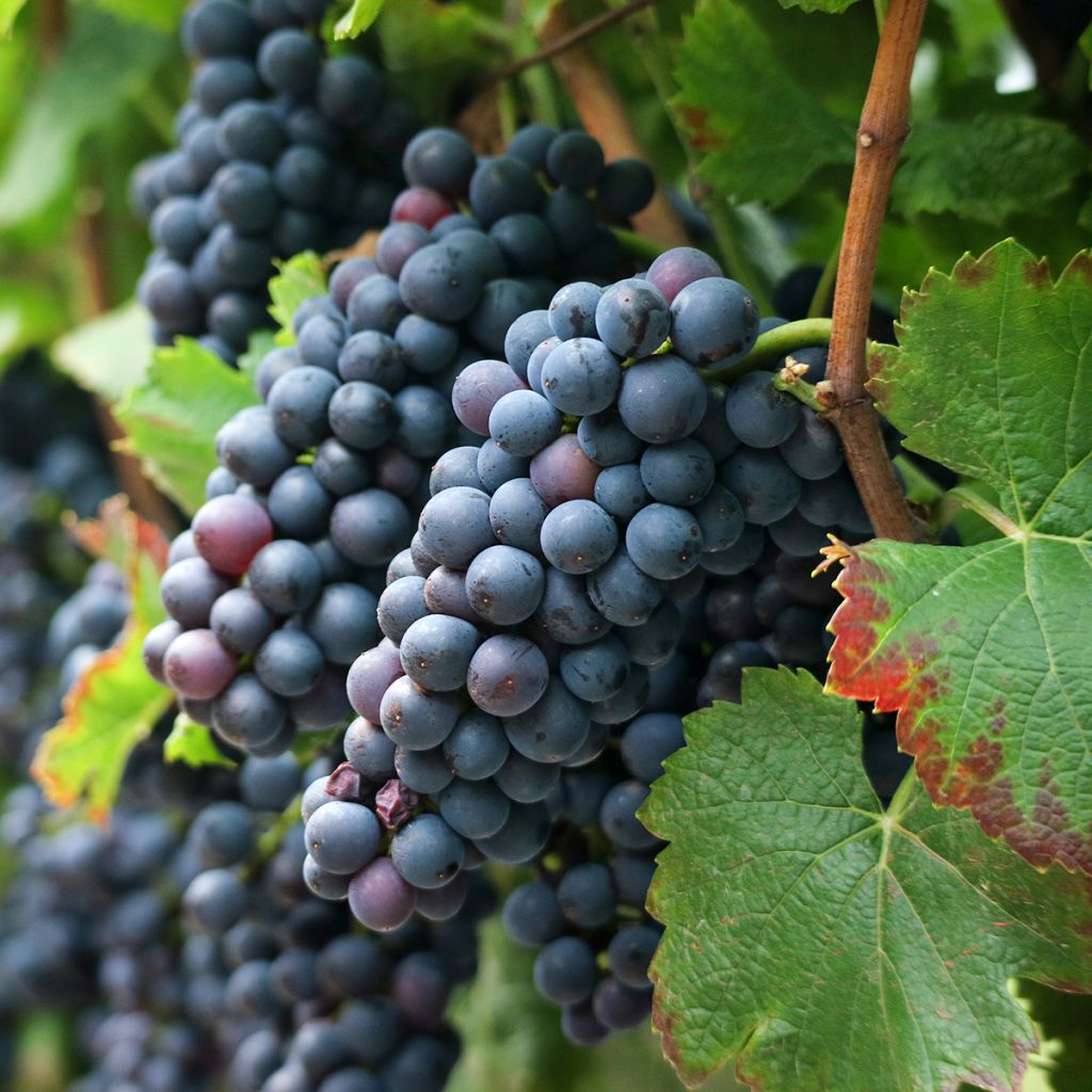 Vigne de table Francese Nera, Noire de France - Vitis x hybrida