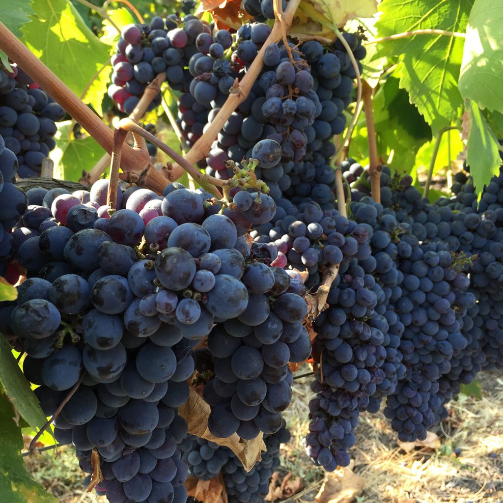 Vigne de table Leopoldo - Vitis vinifera