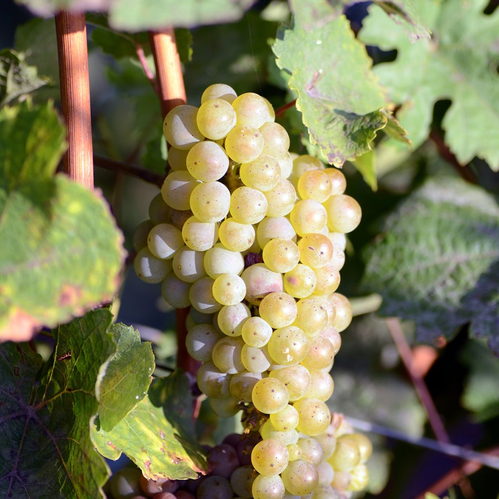 Vigne de table Luglienga - Vitis vinifera