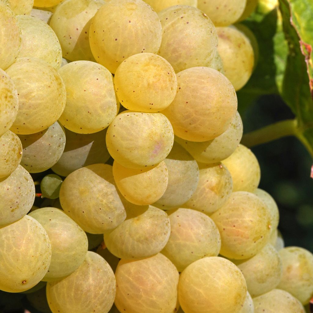 Vigne Moscato Monregalese - Vitis vinifera