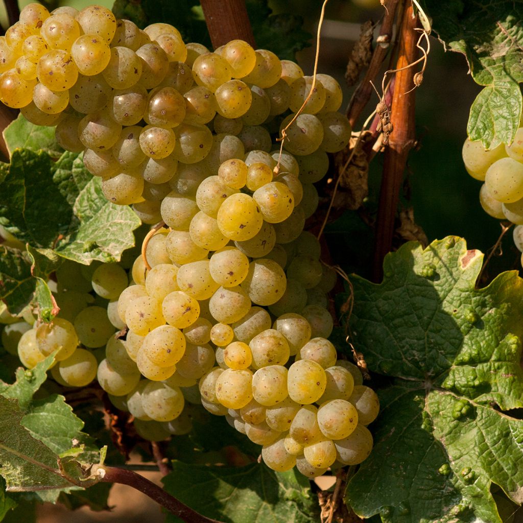 Vigne Moscato Terracina - Vitis vinifera