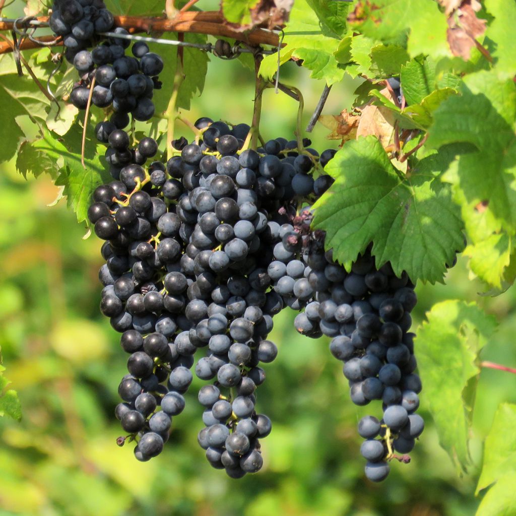 Vigne de table Opalina - Vitis hybrida