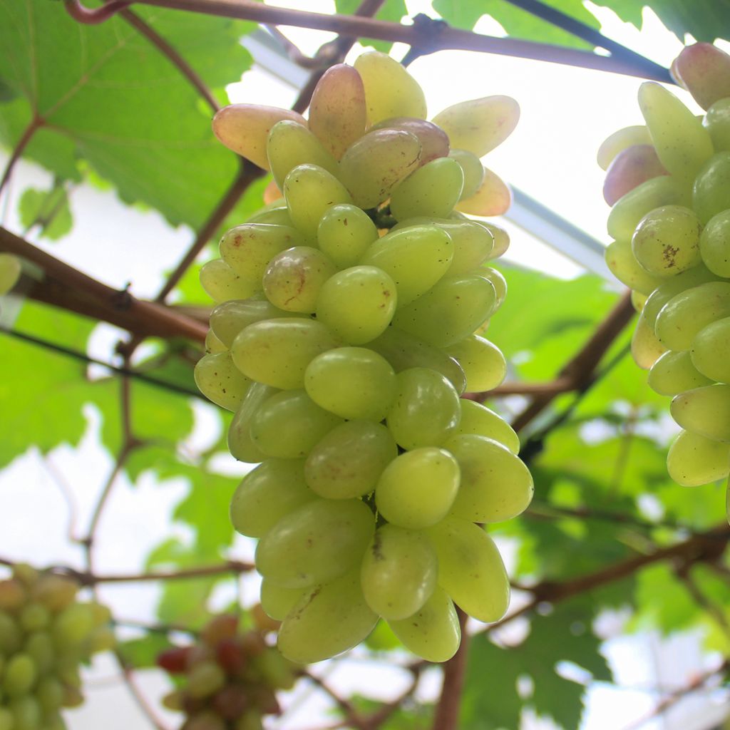 Vigne de table Pizzutello Bianco, Cornichon blanc - Vitis vinifera