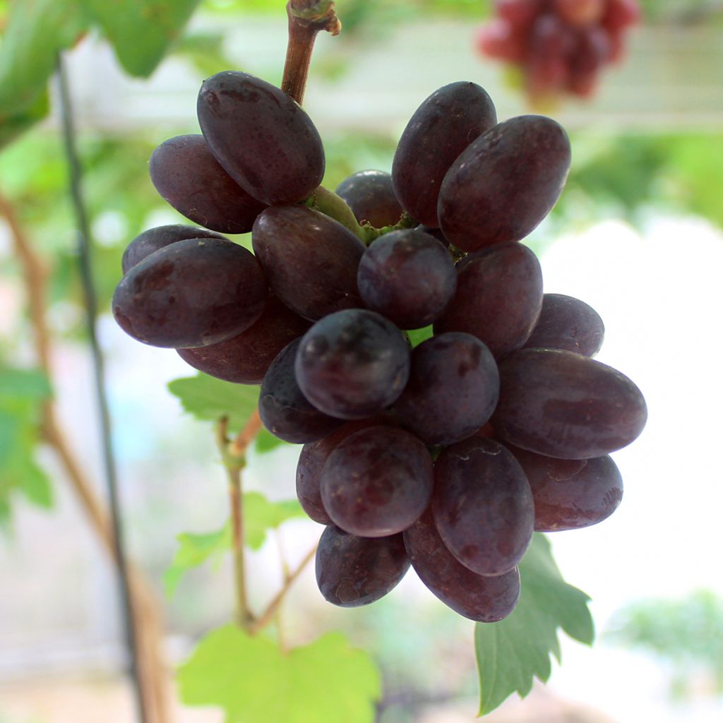 Vigne de table Pizzutello Nero - Vitis vinifera