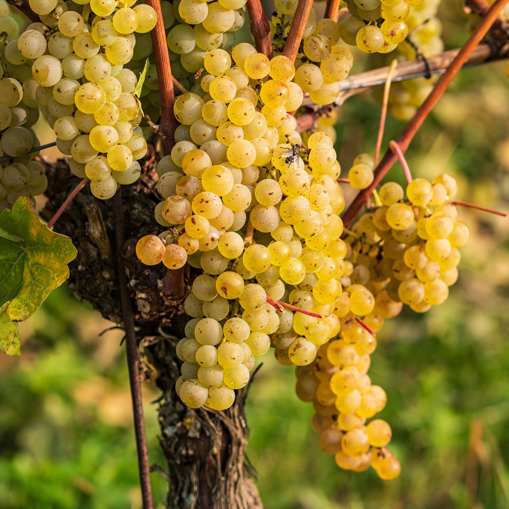 Vigne de table Regina dei Vigneti - Vitis vinifera