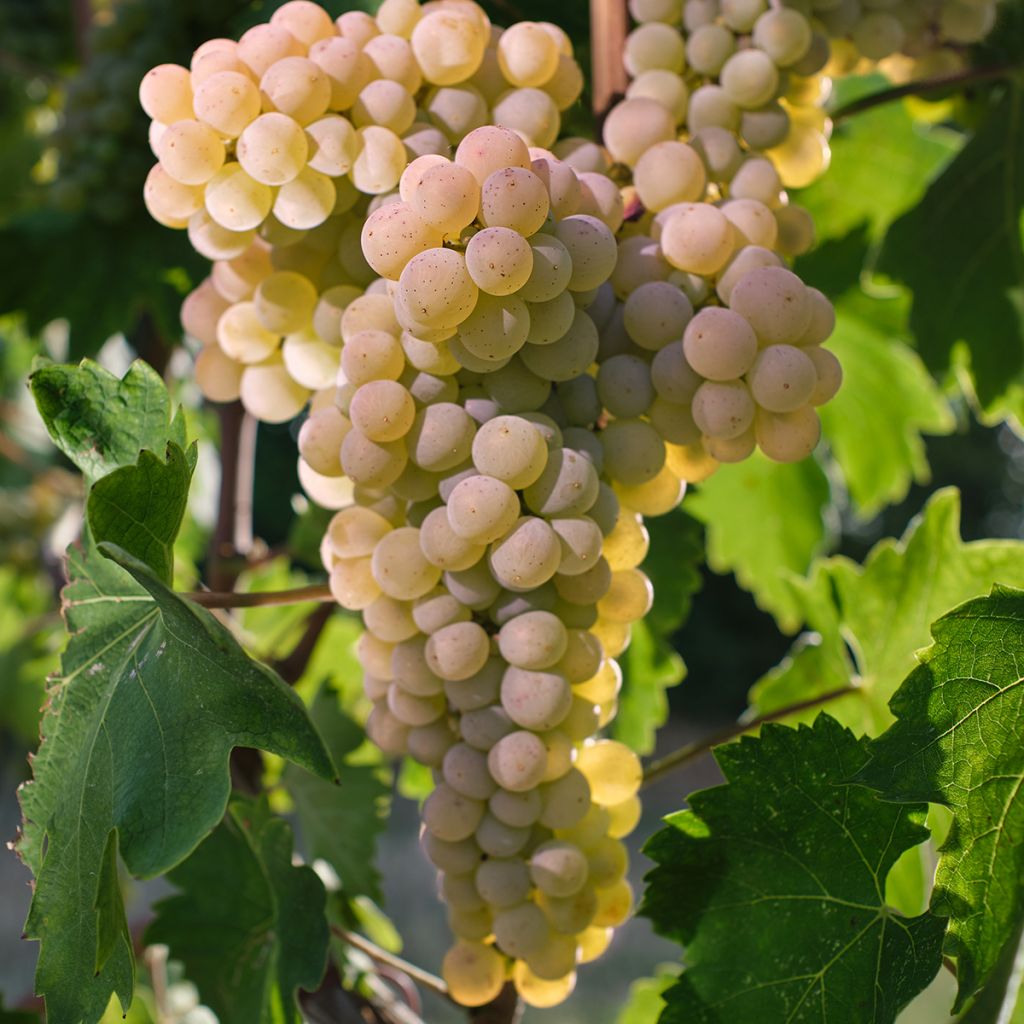 Vigne Timorasso - Vitis vinifera