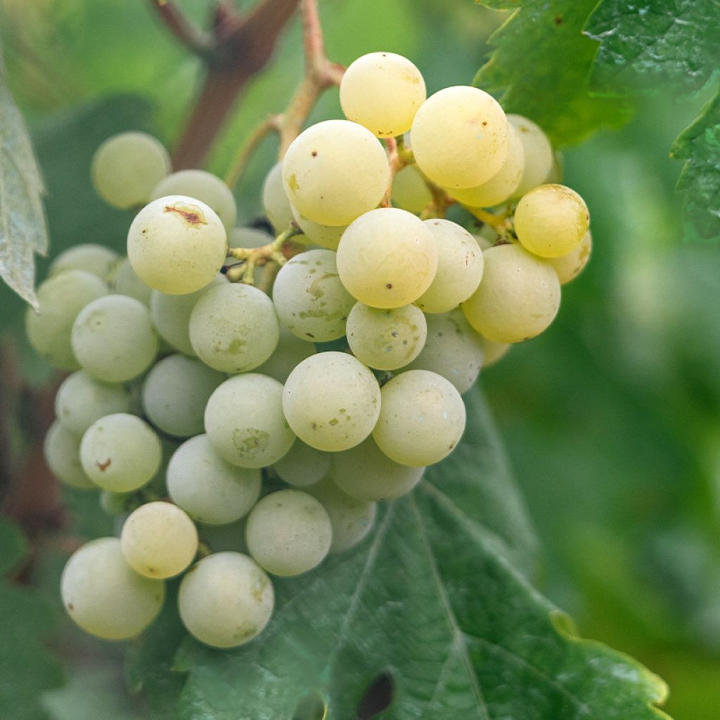 Vigne de table Topazia - Vitis hybrida