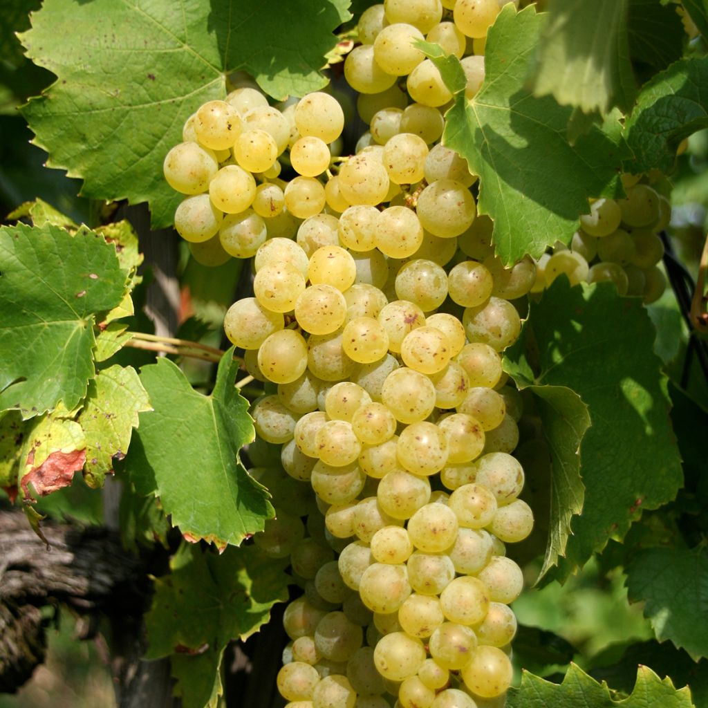 Vigne Vermentino bianco - Vitis vinifera