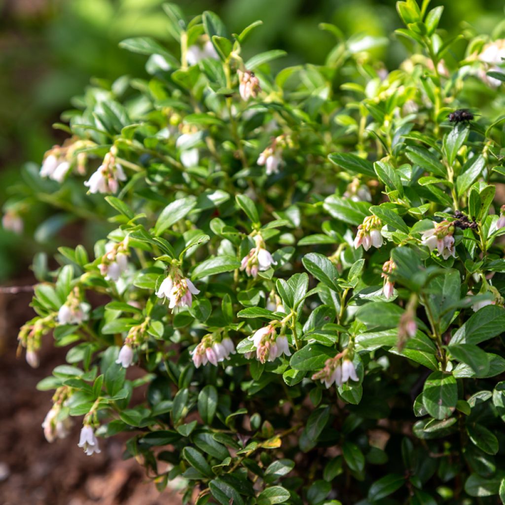 Airelle rouge Koralle - Vaccinium vitis-idaea