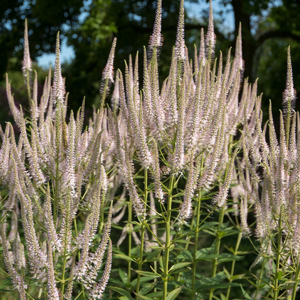 Veronicastrum virginicum Pink Glow - Véronique de Virgine rose