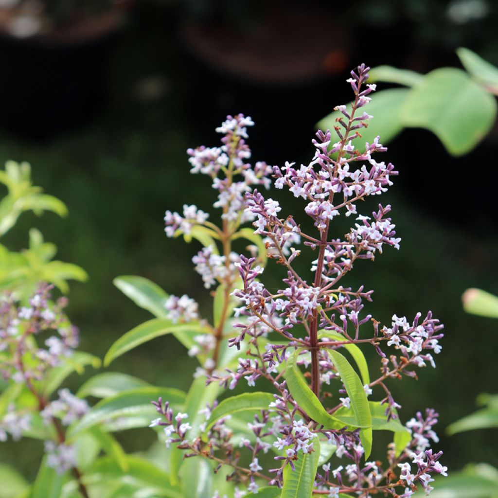 Verveine citronnelle BIO - Aloysia citriodora