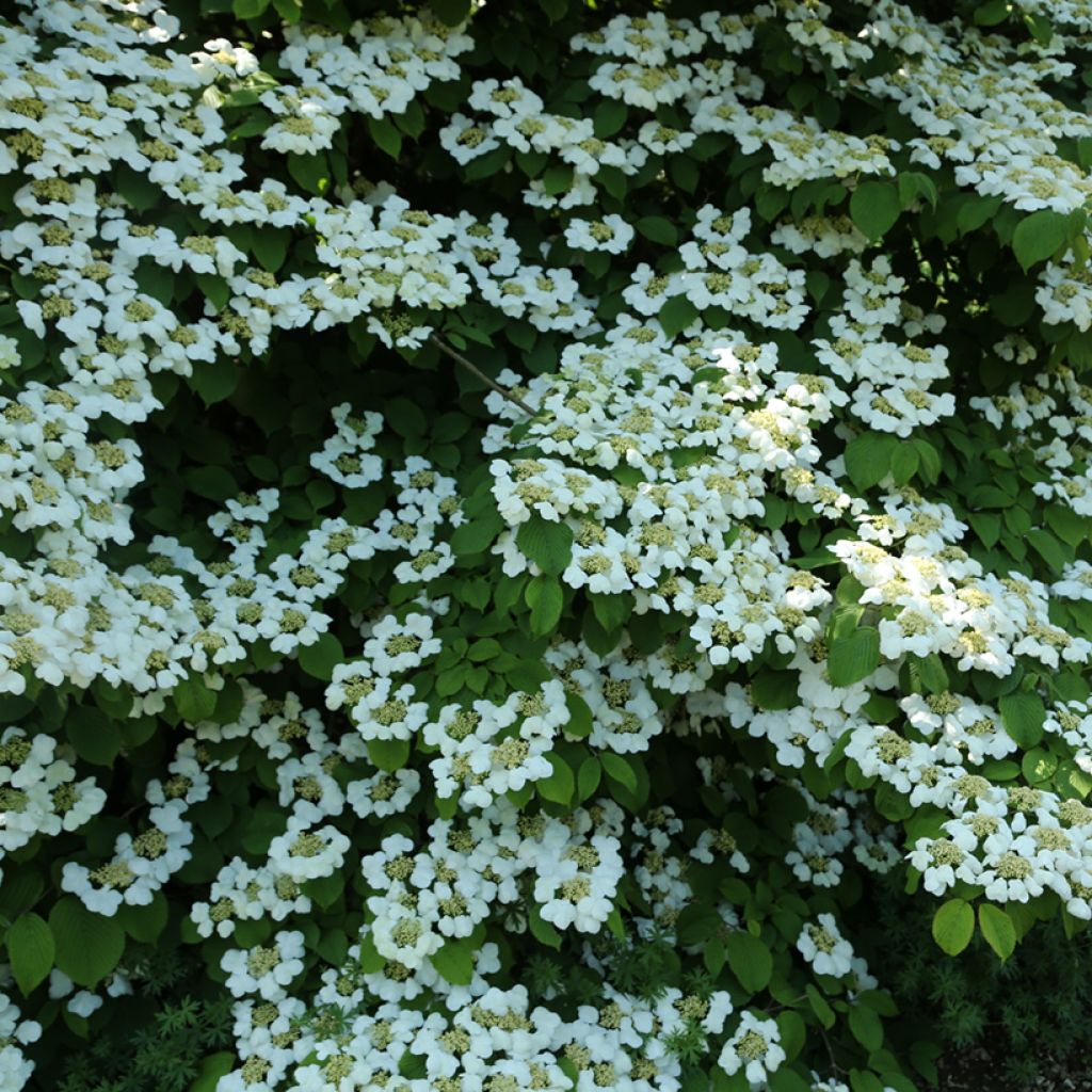 Viorne de Chine - Viburnum plicatum Cascade