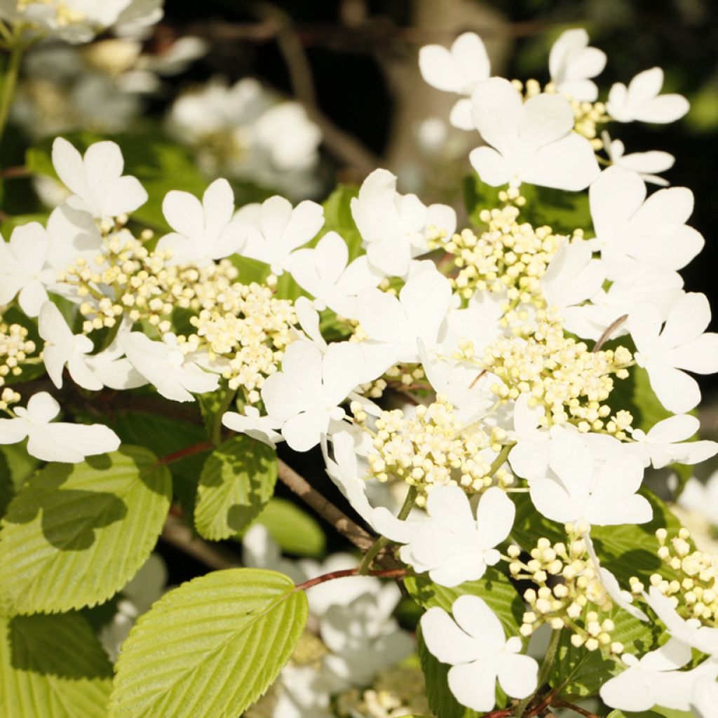 Viorne de Chine - Viburnum plicatum Cascade