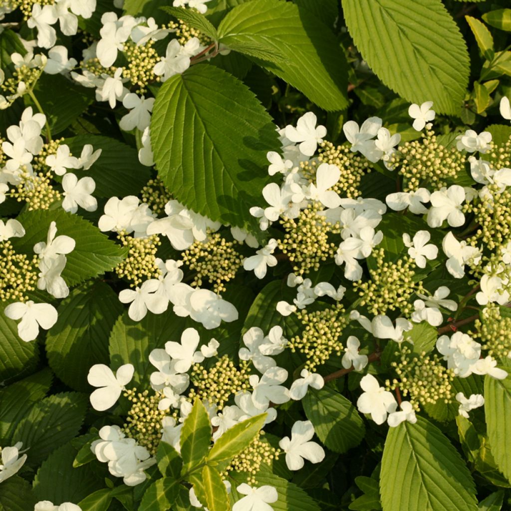 Viorne de Chine - Viburnum plicatum St Keverne