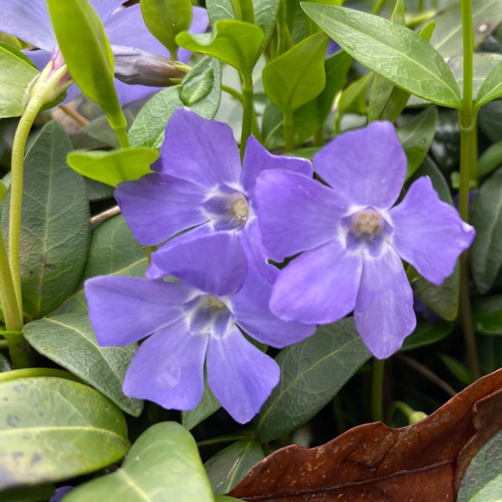 Vinca major - Grande Pervenche