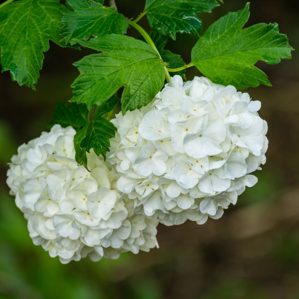 Viorne Boule de Neige - Viburnum opulus Roseum