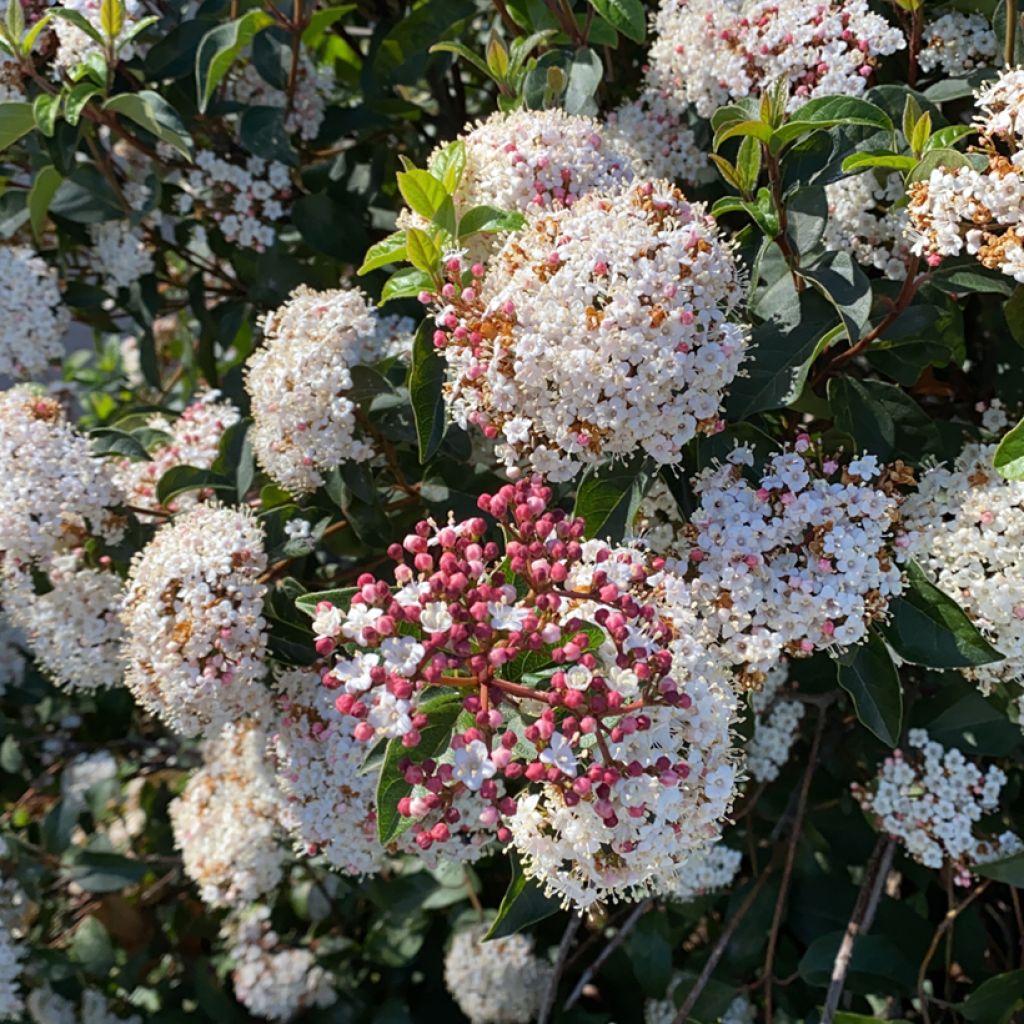 Viorne, Laurier Tin - Viburnum tinus