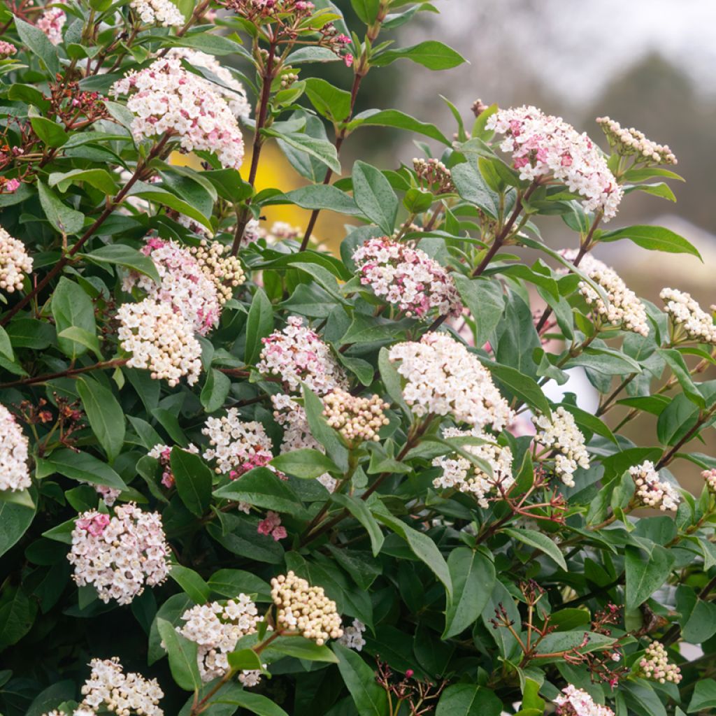 Viorne, Laurier Tin - Viburnum tinus