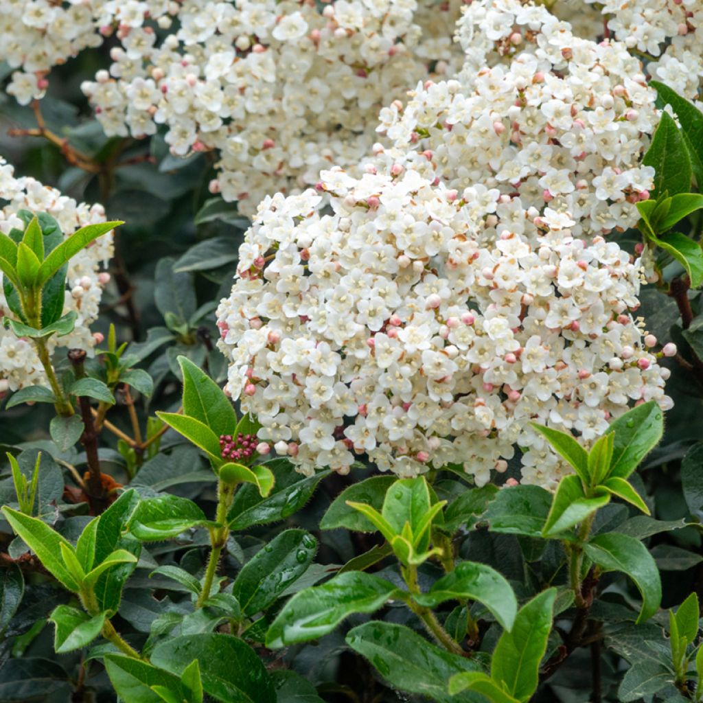 Viorne, Laurier Tin - Viburnum tinus